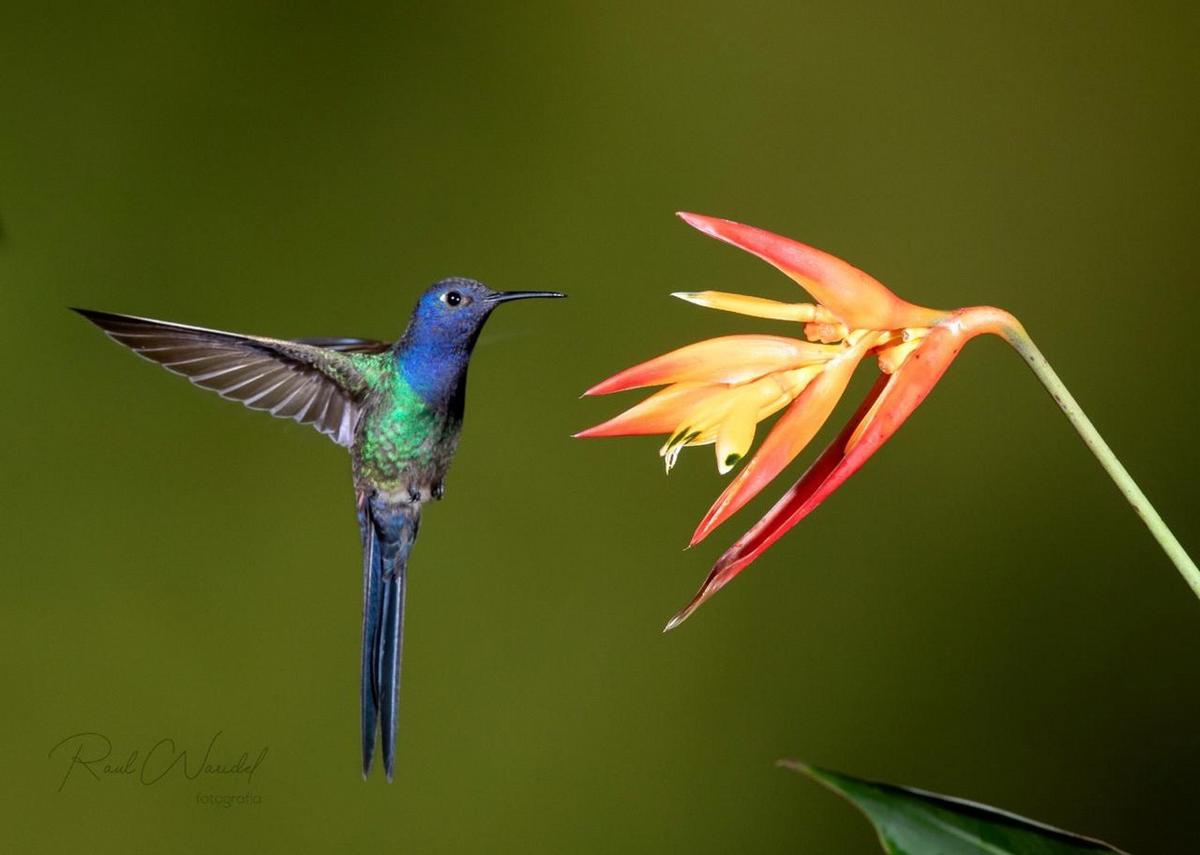 Jardin de los Colibríes